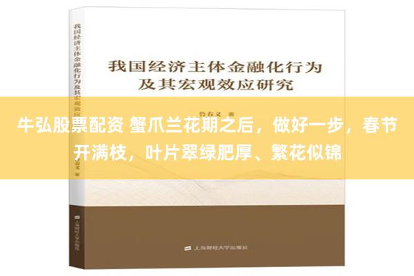 牛弘股票配资 蟹爪兰花期之后，做好一步，春节开满枝，叶片翠绿肥厚、繁花似锦